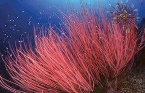 Philippine Corals